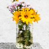 Transvaal Daisy