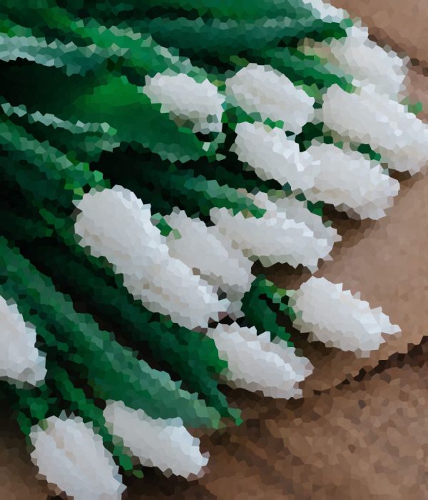Lily of the Incas